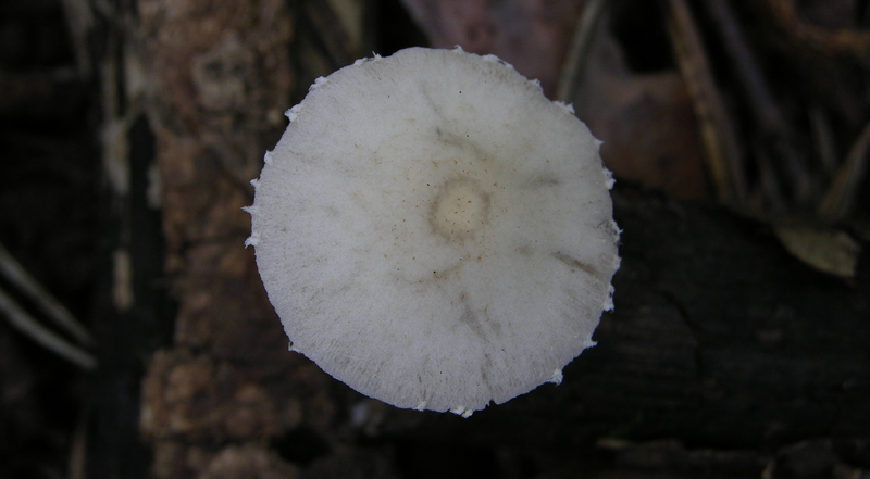 Psathyrella  e Lepiota sp.